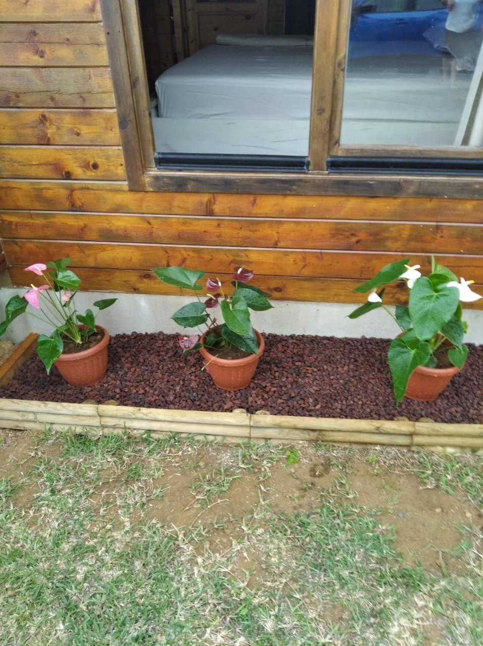 Chalet Goyavier - 4Pers-Sud Sauvage - By Sister Home Grand Anse Luaran gambar